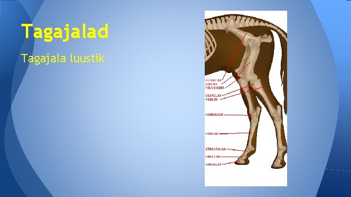 Tagajalad Tagajala luustik 