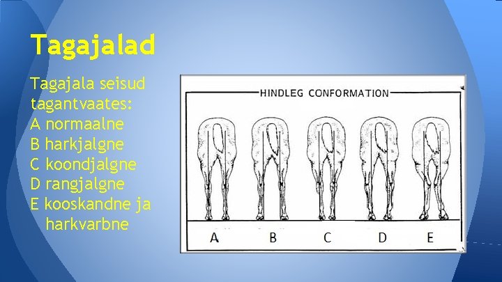 Tagajalad Tagajala seisud tagantvaates: A normaalne B harkjalgne C koondjalgne D rangjalgne E kooskandne