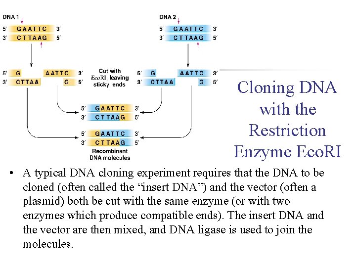 Cloning DNA with the Restriction Enzyme Eco. RI • A typical DNA cloning experiment