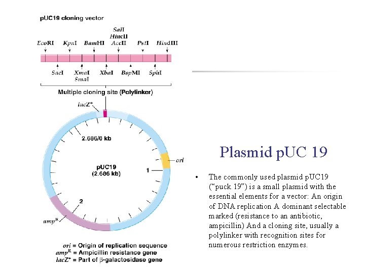 Plasmid p. UC 19 • The commonly used plasmid p. UC 19 (“puck 19”)