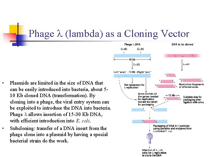 Phage l (lambda) as a Cloning Vector • • Plasmids are limited in the