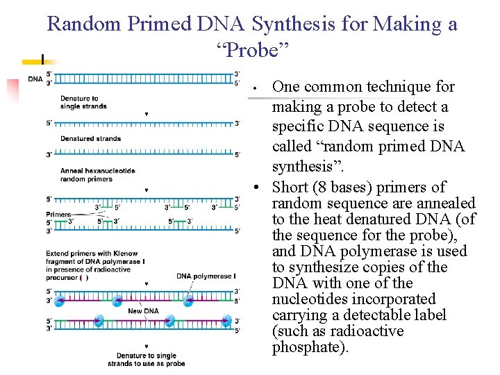 Random Primed DNA Synthesis for Making a “Probe” One common technique for making a