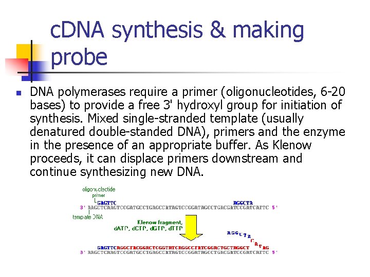 c. DNA synthesis & making probe n DNA polymerases require a primer (oligonucleotides, 6