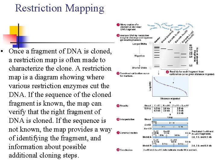 Restriction Mapping • Once a fragment of DNA is cloned, a restriction map is