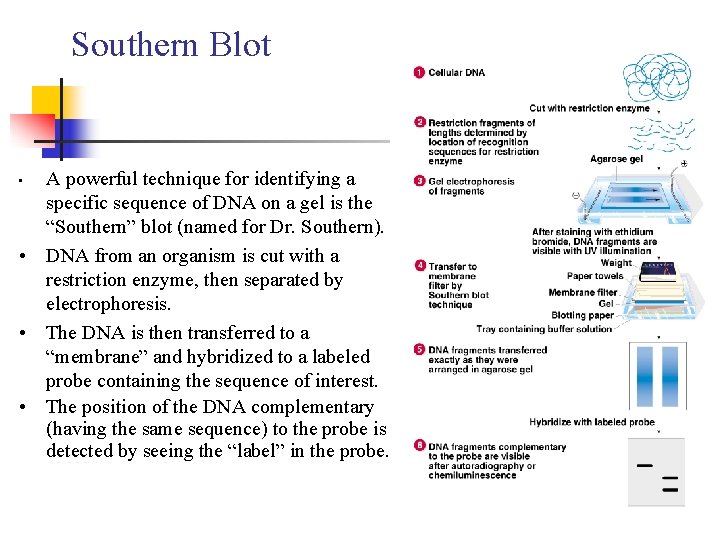 Southern Blot A powerful technique for identifying a specific sequence of DNA on a