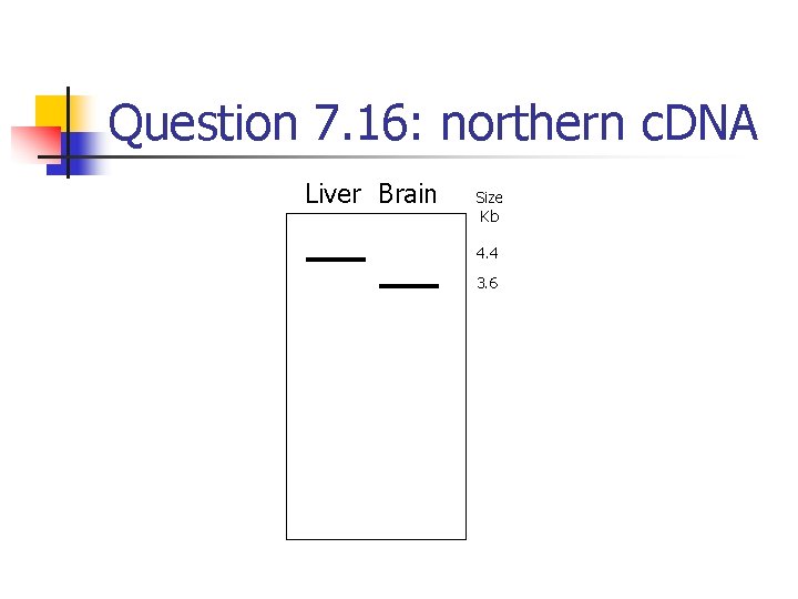 Question 7. 16: northern c. DNA Liver Brain Size Kb 4. 4 3. 6