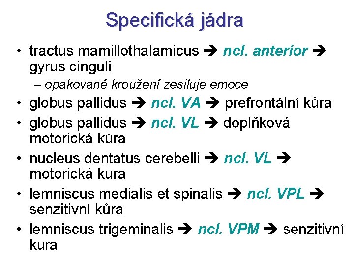 Specifická jádra • tractus mamillothalamicus ncl. anterior gyrus cinguli – opakované kroužení zesiluje emoce