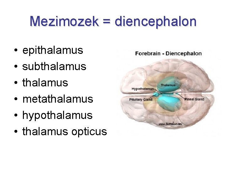 Mezimozek = diencephalon • • • epithalamus subthalamus metathalamus hypothalamus opticus 