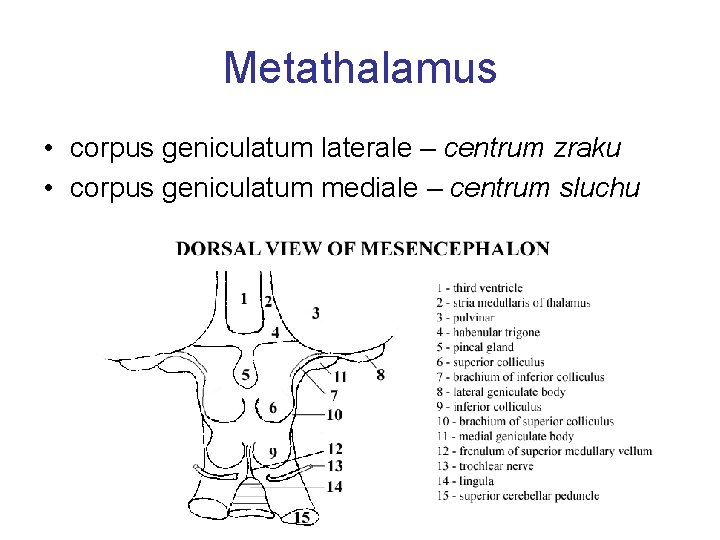 Metathalamus • corpus geniculatum laterale – centrum zraku • corpus geniculatum mediale – centrum