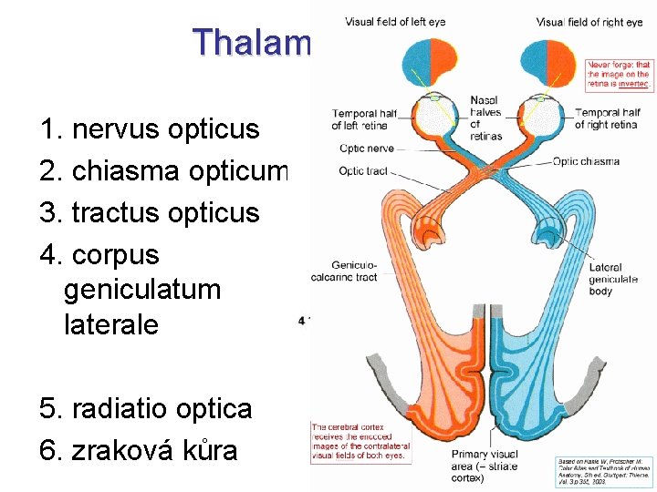 Thalamus opticus 1. nervus opticus 2. chiasma opticum 3. tractus opticus 4. corpus geniculatum