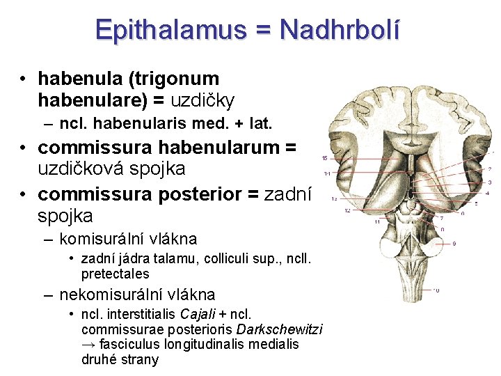 Epithalamus = Nadhrbolí • habenula (trigonum habenulare) = uzdičky – ncl. habenularis med. +