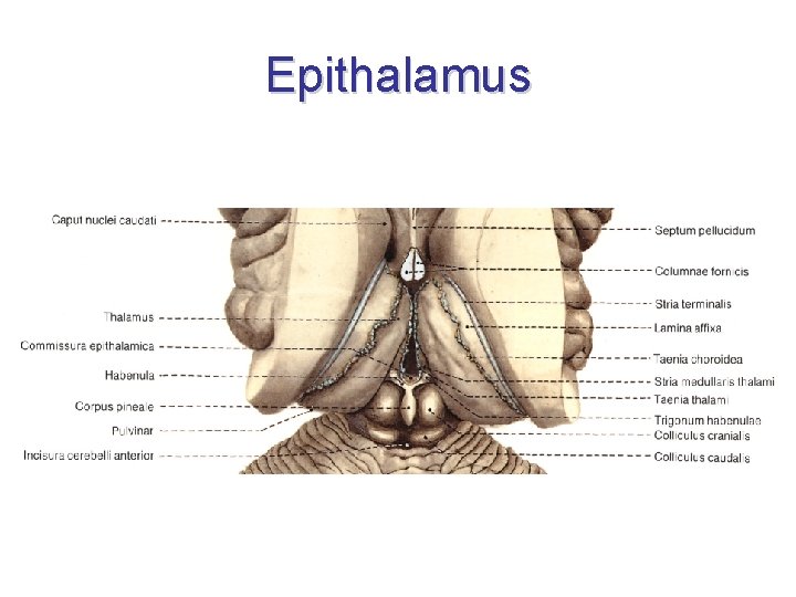Epithalamus 