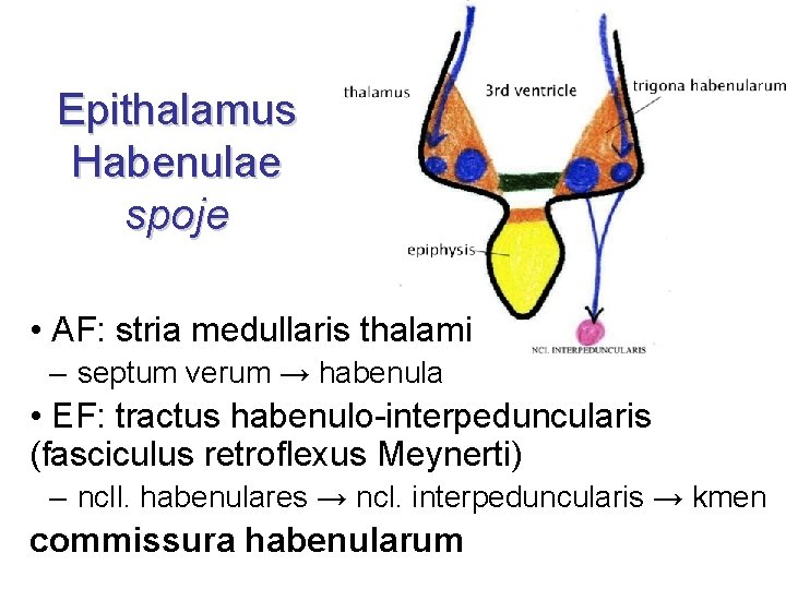 Epithalamus Habenulae spoje • AF: stria medullaris thalami – septum verum → habenula •