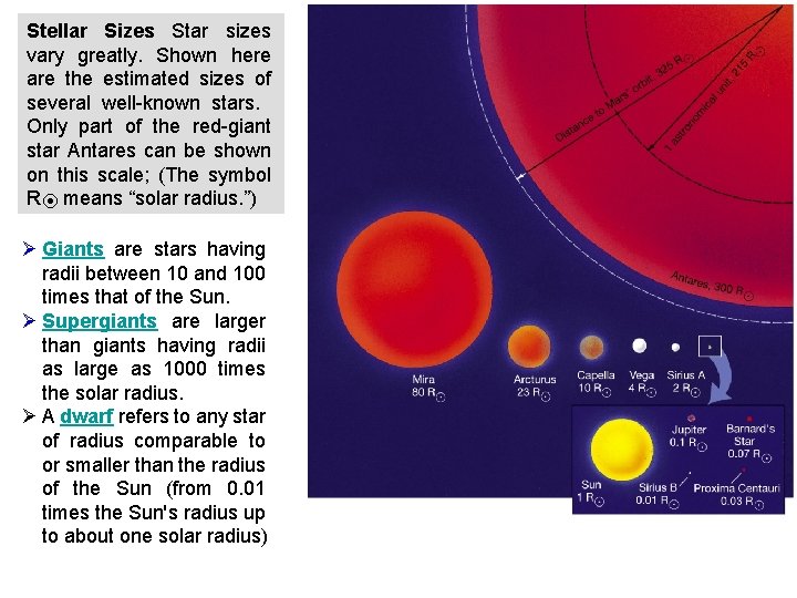  Stellar Sizes Star sizes vary greatly. Shown here are the estimated sizes of