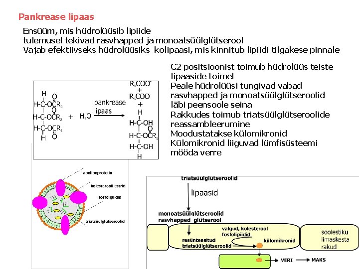 Pankrease lipaas Ensüüm, mis hüdrolüüsib lipiide tulemusel tekivad rasvhapped ja monoatsüülglütserool Vajab efektiivseks hüdrolüüsiks