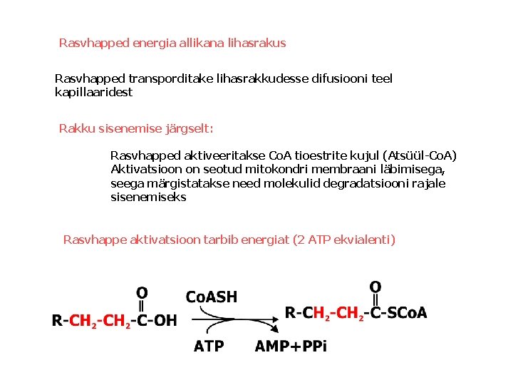 Rasvhapped energia allikana lihasrakus Rasvhapped transporditake lihasrakkudesse difusiooni teel kapillaaridest Rakku sisenemise järgselt: Rasvhapped