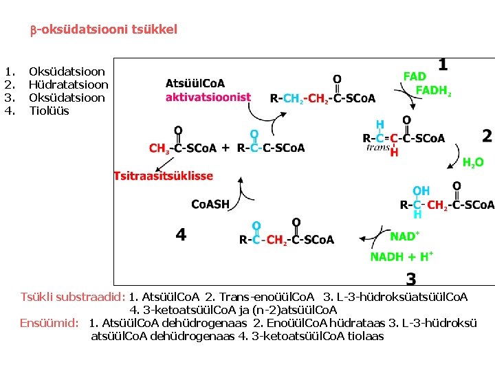 b-oksüdatsiooni tsükkel 1. 2. 3. 4. Oksüdatsioon Hüdratatsioon Oksüdatsioon Tiolüüs Tsükli substraadid: 1. Atsüül.
