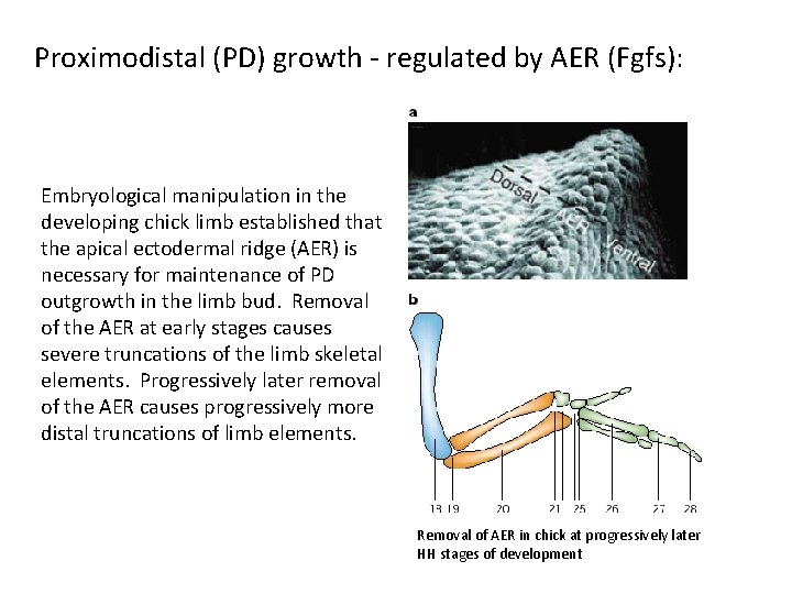 Proximodistal (PD) growth - regulated by AER (Fgfs): Embryological manipulation in the developing chick
