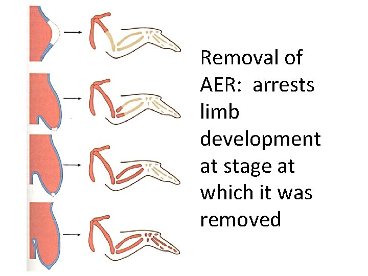 Removal of AER: arrests limb development at stage at which it was removed 