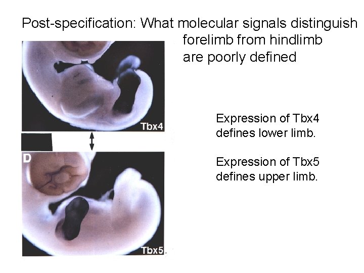 Post-specification: What molecular signals distinguish forelimb from hindlimb are poorly defined Expression of Tbx