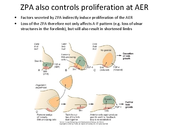 ZPA also controls proliferation at AER • Factors secreted by ZPA indirectly induce proliferation