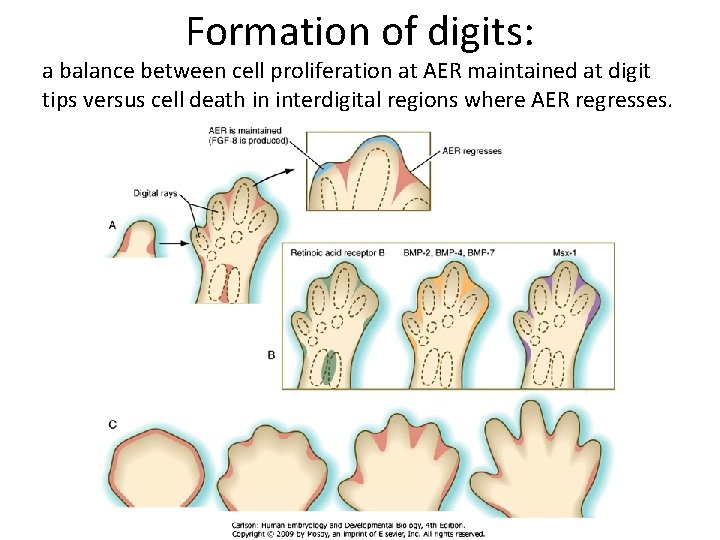 Formation of digits: a balance between cell proliferation at AER maintained at digit tips