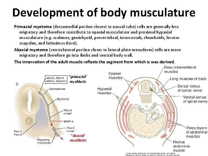 Development of body musculature Primaxial myotome (dorsomedial portion closest to neural tube) cells are