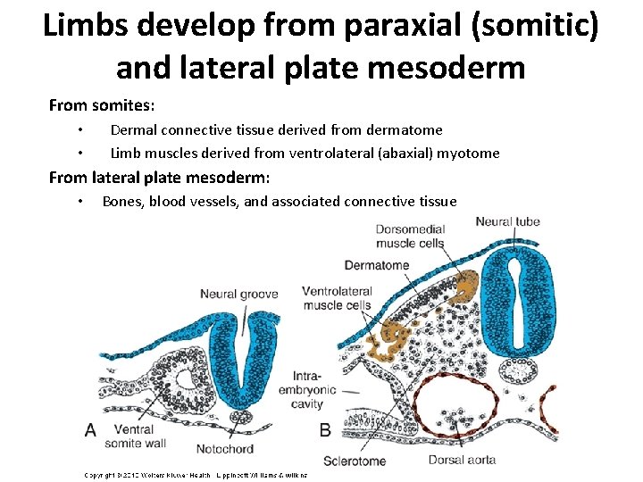 Limbs develop from paraxial (somitic) and lateral plate mesoderm From somites: • • Dermal