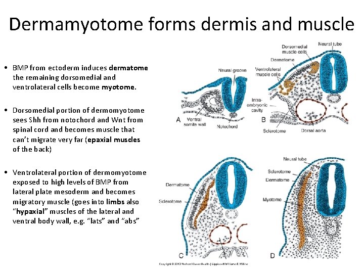 Dermamyotome forms dermis and muscle • BMP from ectoderm induces dermatome the remaining dorsomedial