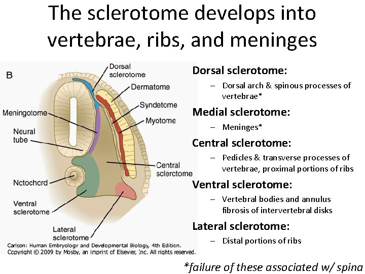 The sclerotome develops into vertebrae, ribs, and meninges Dorsal sclerotome: – Dorsal arch &