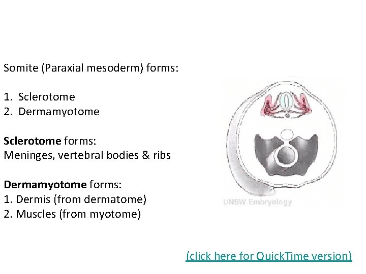 Somite (Paraxial mesoderm) forms: 1. Sclerotome 2. Dermamyotome Sclerotome forms: Meninges, vertebral bodies &