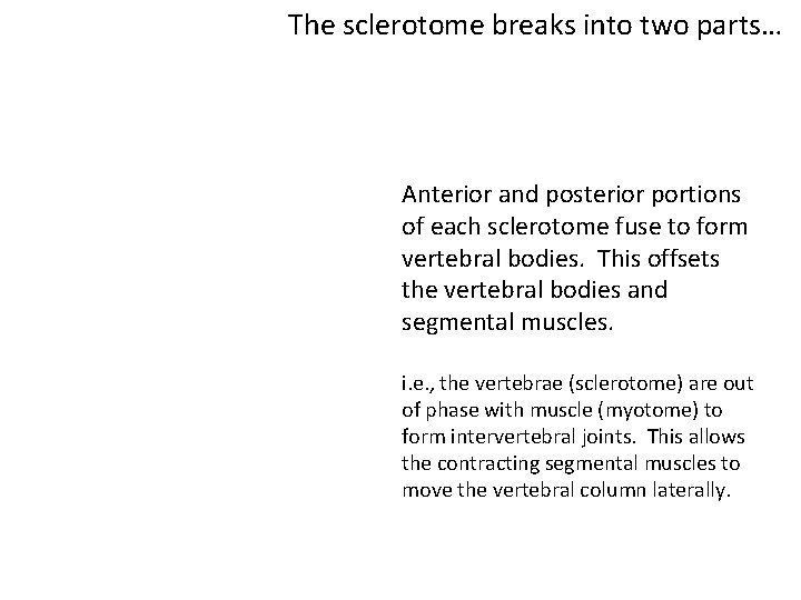 The sclerotome breaks into two parts… Anterior and posterior portions of each sclerotome fuse