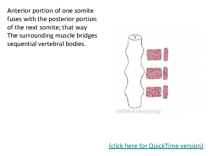 Anterior portion of one somite fuses with the posterior portion of the next somite;