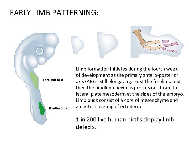 EARLY LIMB PATTERNING: Forelimb bud Hindlimb bud Limb formation initiates during the fourth week