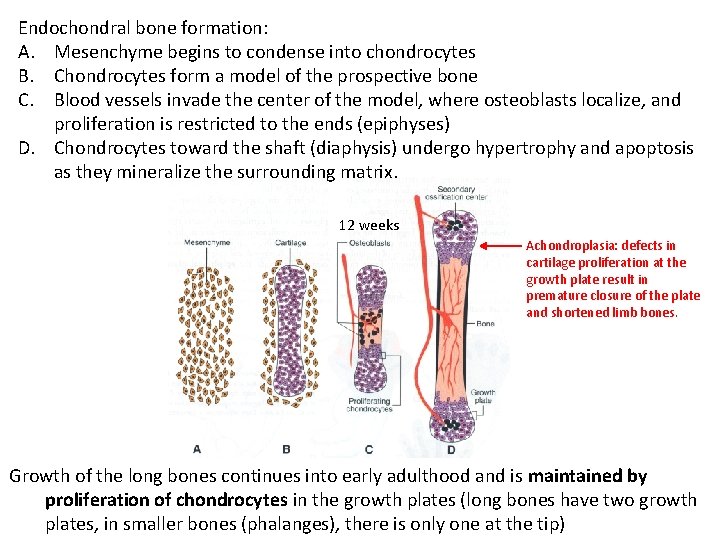 Endochondral bone formation: A. Mesenchyme begins to condense into chondrocytes B. Chondrocytes form a