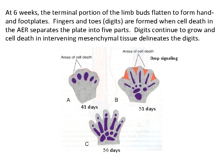 At 6 weeks, the terminal portion of the limb buds flatten to form handand