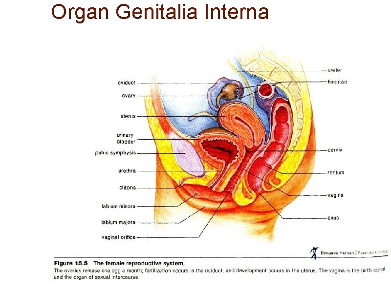 Organ Genitalia Interna 