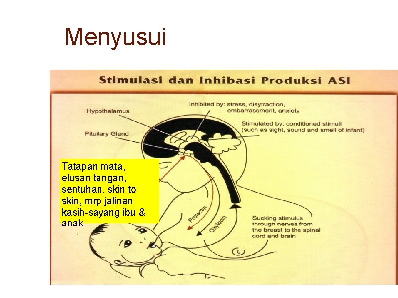 Menyusui Tatapan mata, elusan tangan, sentuhan, skin to skin, mrp jalinan kasih-sayang ibu &