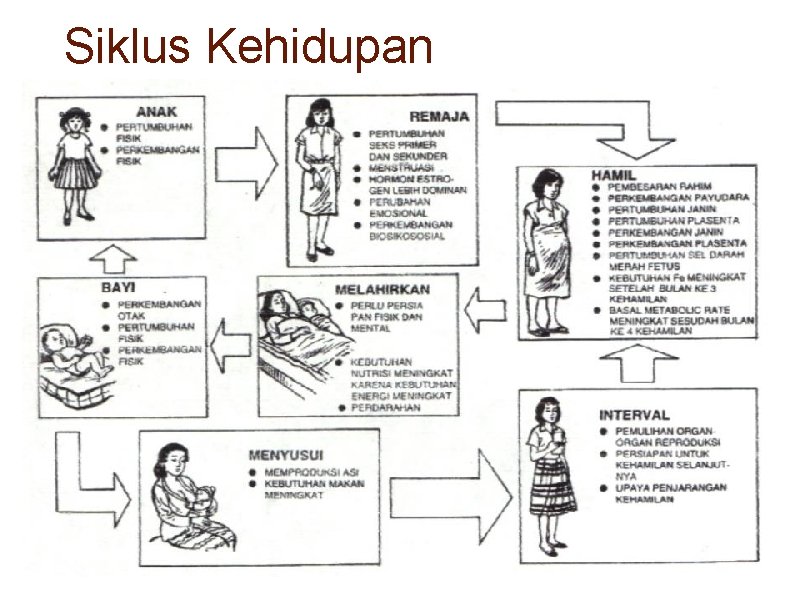 Siklus Kehidupan 