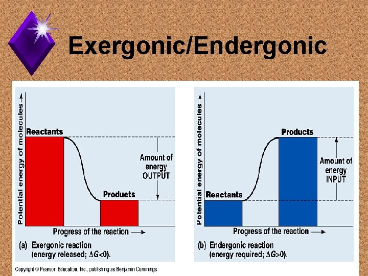 Exergonic/Endergonic 