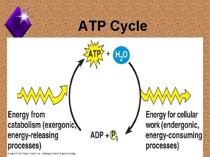 ATP Cycle 