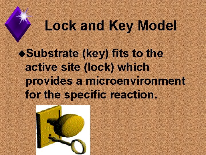 Lock and Key Model u. Substrate (key) fits to the active site (lock) which