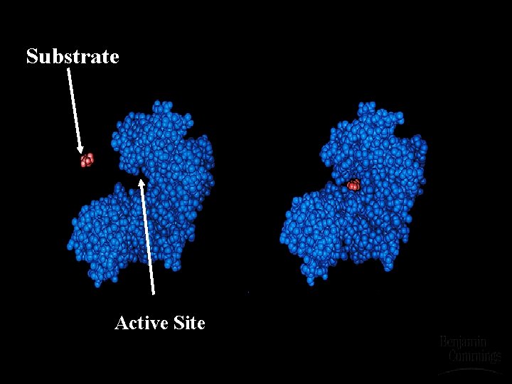 Substrate Active Site 