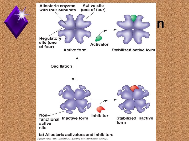 Allosteric Regulation 