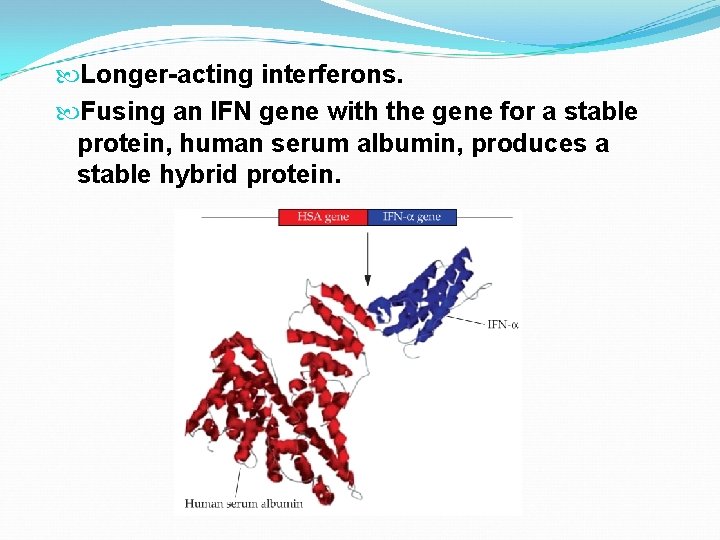  Longer-acting interferons. Fusing an IFN gene with the gene for a stable protein,