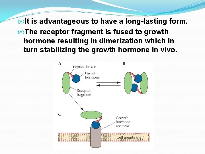  It is advantageous to have a long-lasting form. The receptor fragment is fused