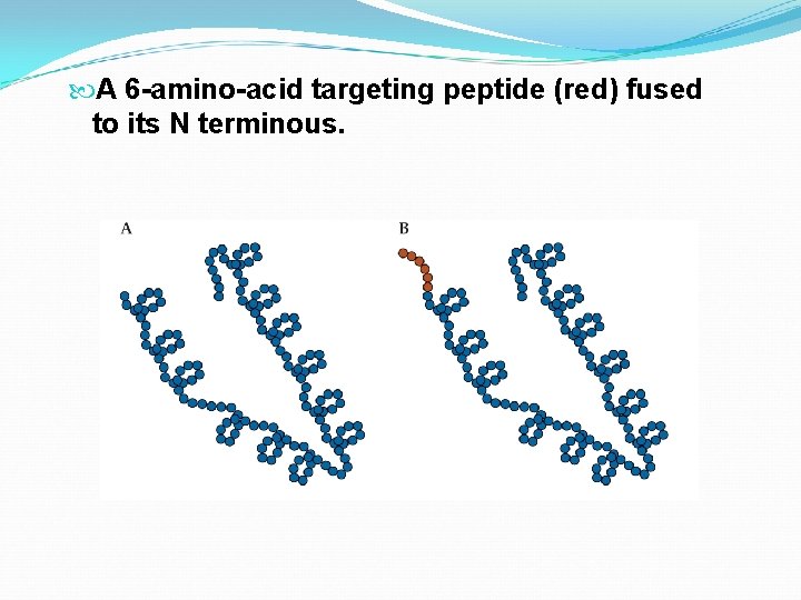  A 6 -amino-acid targeting peptide (red) fused to its N terminous. 