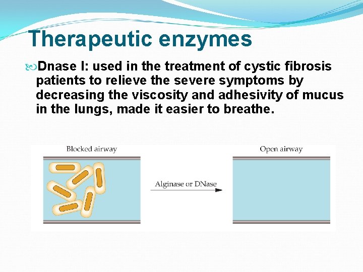 Therapeutic enzymes Dnase I: used in the treatment of cystic fibrosis patients to relieve