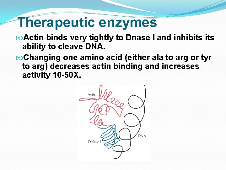 Therapeutic enzymes Actin binds very tightly to Dnase I and inhibits ability to cleave