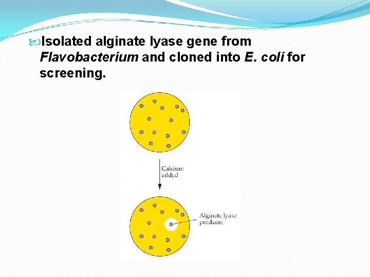  Isolated alginate lyase gene from Flavobacterium and cloned into E. coli for screening.